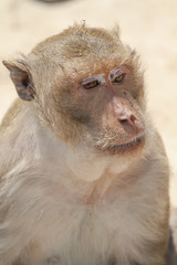 littel monkey
