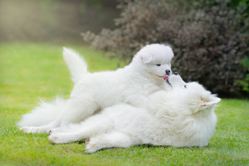 Samoyed dog with puppy