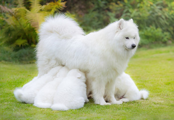 Samoyed dog puppies suckling mother.