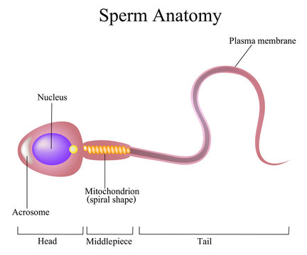 structure of a sperm cell
