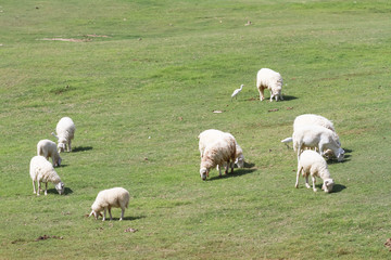 Obraz premium cute sheep