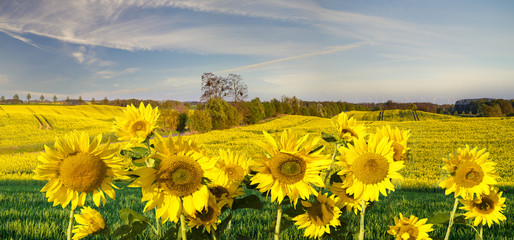 Panorama ze słoneczników na zielonym polu,na tle błękitnego nieba - obrazy, fototapety, plakaty
