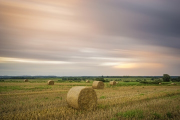 field after the harvest
