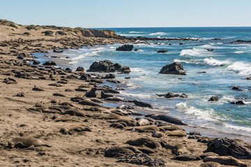 Fototapeta premium Many elephant seals during mating season in San Simeon on California coast