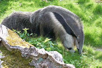 Giant Anteater (Myrmecophaga tridactyla)