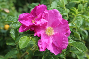 Pink rose flower. Cinnamon rose (Rosa majalis) flower