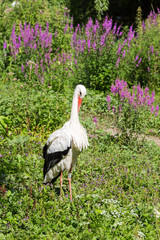 Cigogne blanche noir et rouge