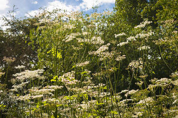 England. Yorkshire. 2016. One of the Cow parsley plants growing alongside a hedgerow in a nature...