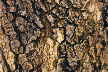 There are the wood wall. It is good background.