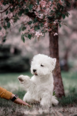 Cute West highland white Terrier in a lush Park.