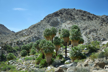 Naklejka premium 49 palms Oasis in Joshua Tree National Park