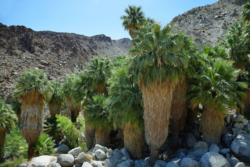 Naklejka premium 49 palms Oasis in Joshua Tree National Park