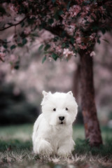 Cute West highland white Terrier in a lush Park.