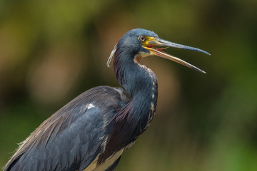 Tricolor Heron / Tricolor Heron close-up