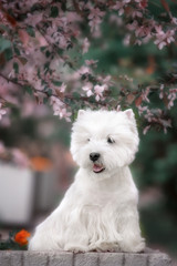 Cute West highland white Terrier in a lush Park.