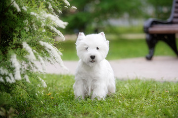 Cute West highland white Terrier in a lush Park.