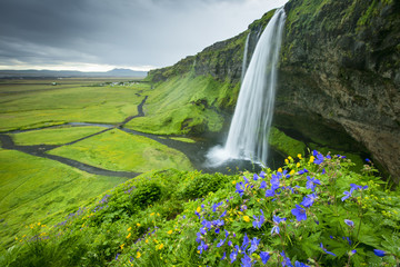 View to wild blue flowers and waterfall