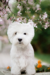 Cute West highland white Terrier in a lush Park.