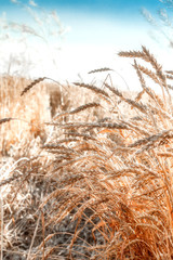 Fototapeta premium Gold of wheat