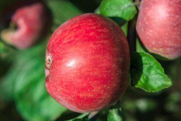 Red apple closeup