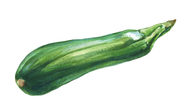 Zucchini. Hand drawn watercolor painting on white background.