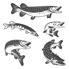 Fototapeta premium Pike fish icons. Design elements for fishing club or team.