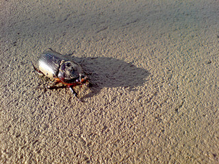 Large brown beetle on the wet sand after the tide