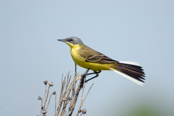 Perching male Yellow Wagtail