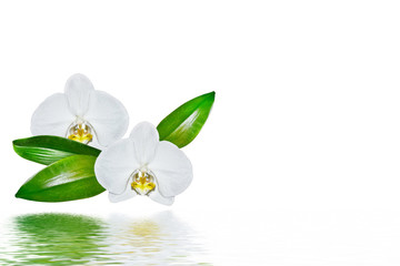 Naklejka na ściany i meble Orchid flower isolated on white background.