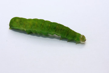  green caterpillar