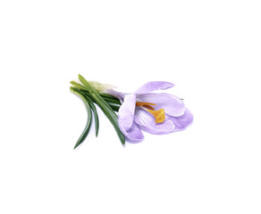 Violet flower of crocus isolated