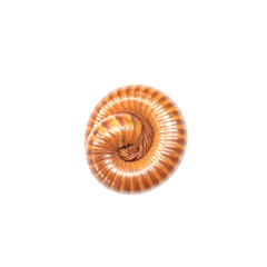 Obraz premium Closeup brown millipede rolling at the floor isolated on white background with clipping path