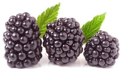 three blackberry with leaf isolated on a white background closeup