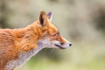 an red fox