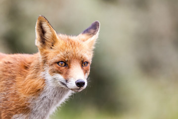 Fototapeta premium an red fox