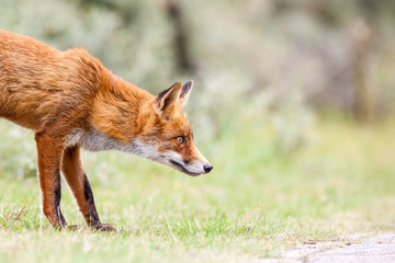 an red fox