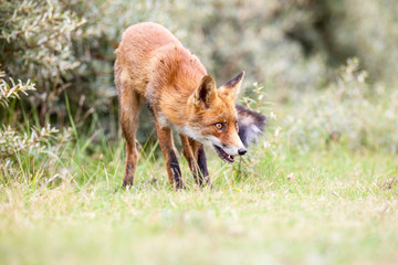 an red fox