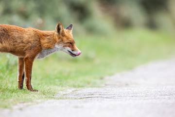 an red fox