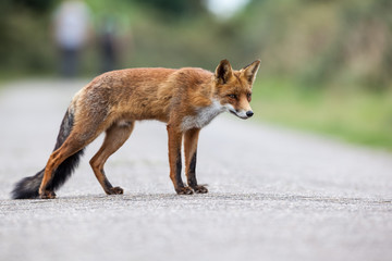an red fox
