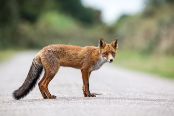 an red fox