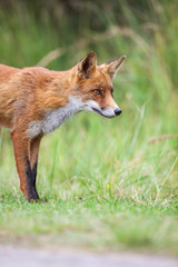 an red fox