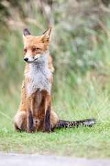 an red fox