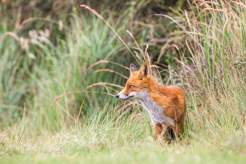 an red fox