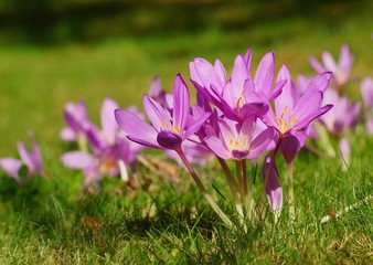 Colchicum autumnale - Autumn flower
