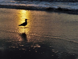 Fototapeta premium Silhouette of gulf in the light of sunset