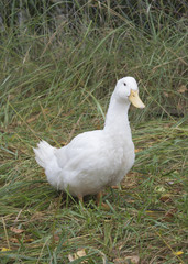 Утка породы пекинская