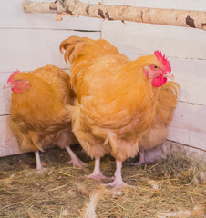 Куры породы орпингтон