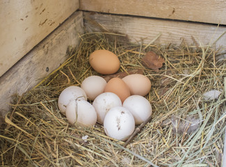 Куриные яйца в гнезде в курятнике