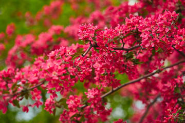 Branch of spring blooming tree