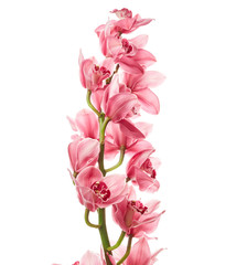Obraz na płótnie Canvas Orchid flowers